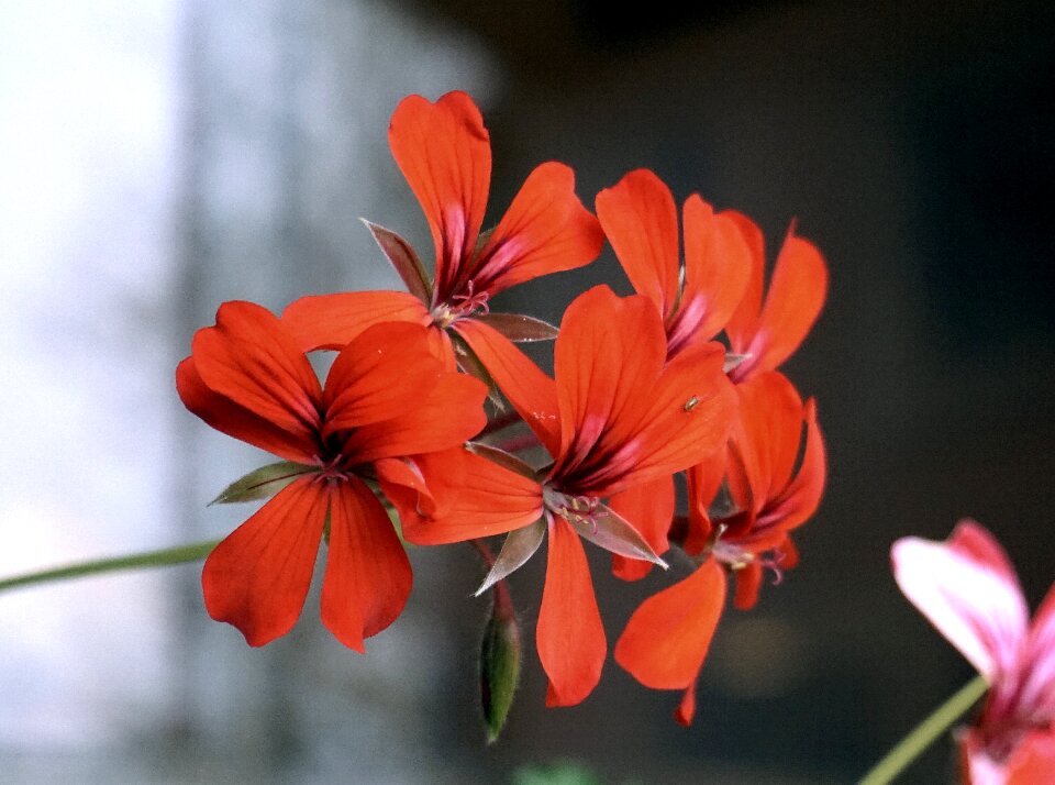 Garden warmth red flower
