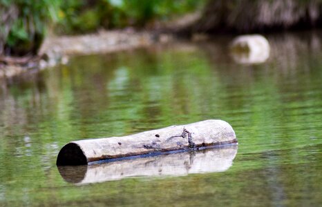 Log landscape nature