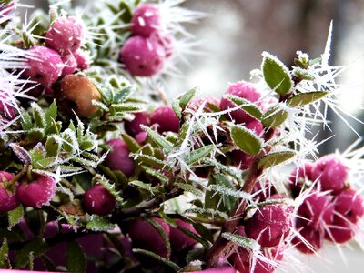 Fruits bush winter