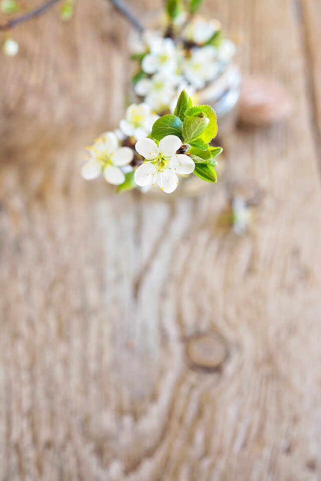 From above flowers white