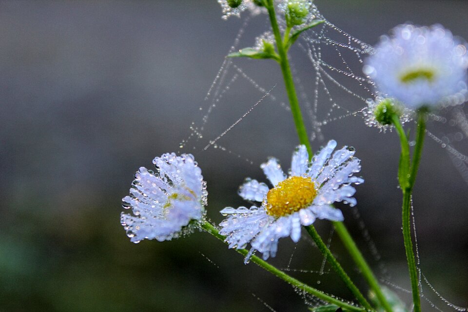 Mood water plant