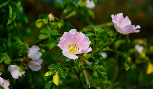 Sammelfrucht blossom bloom