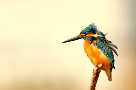 Avian feathers macro