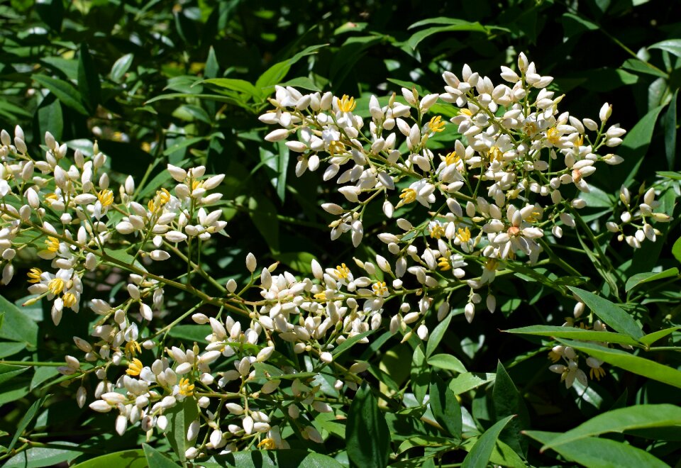Flower plant garden