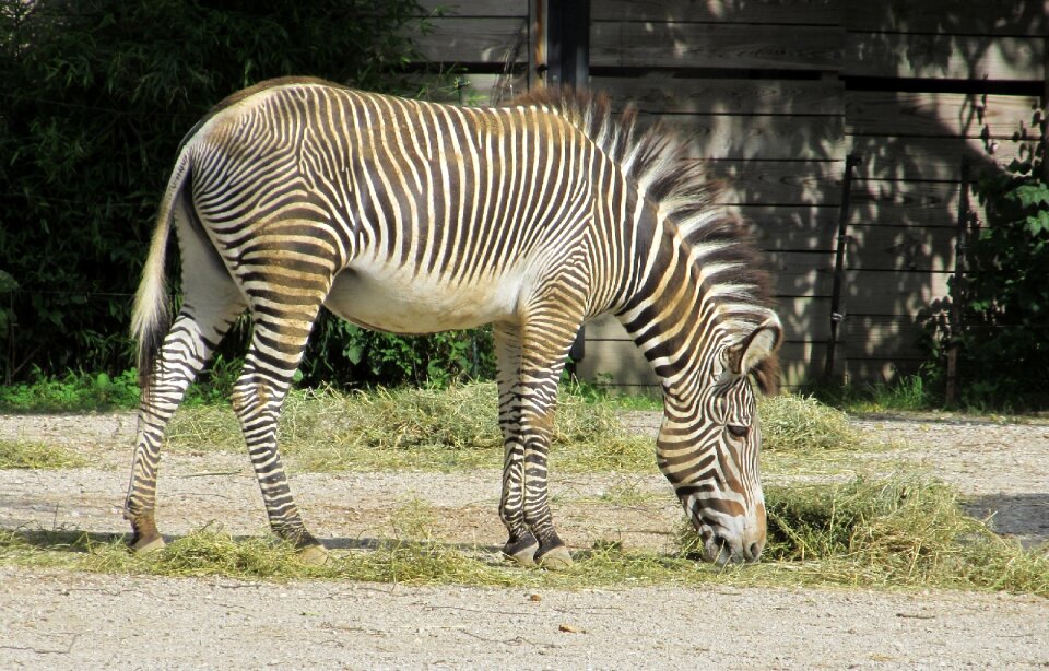 Wildlife mammal striped