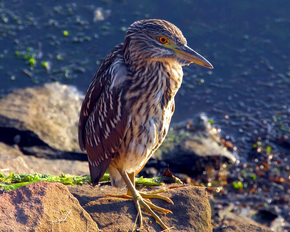 Animal wildlife avian