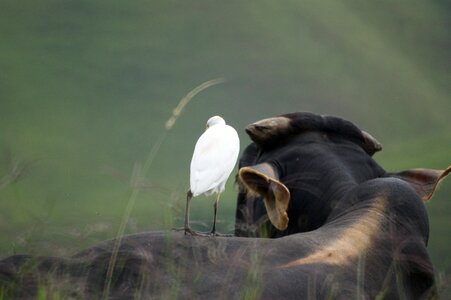 Armenia quindio colombia photo