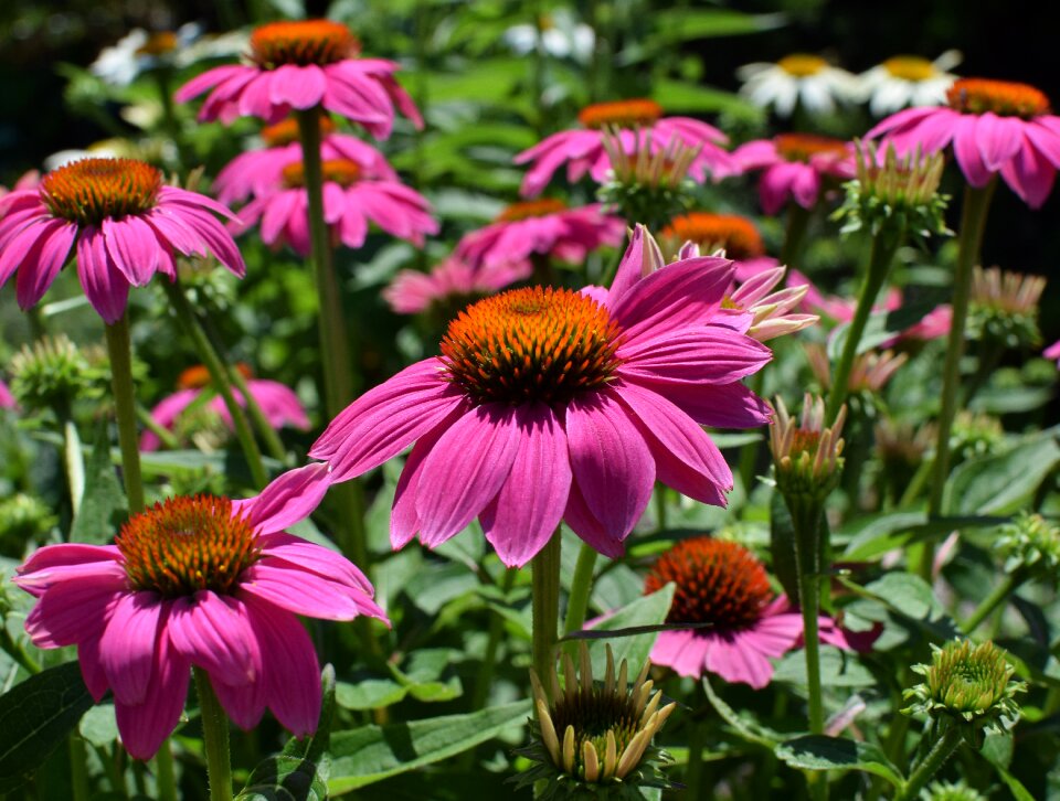 Medicinal garden summer