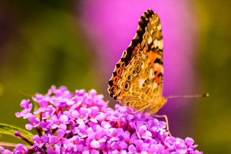 Flower and butterfly nature insect photo