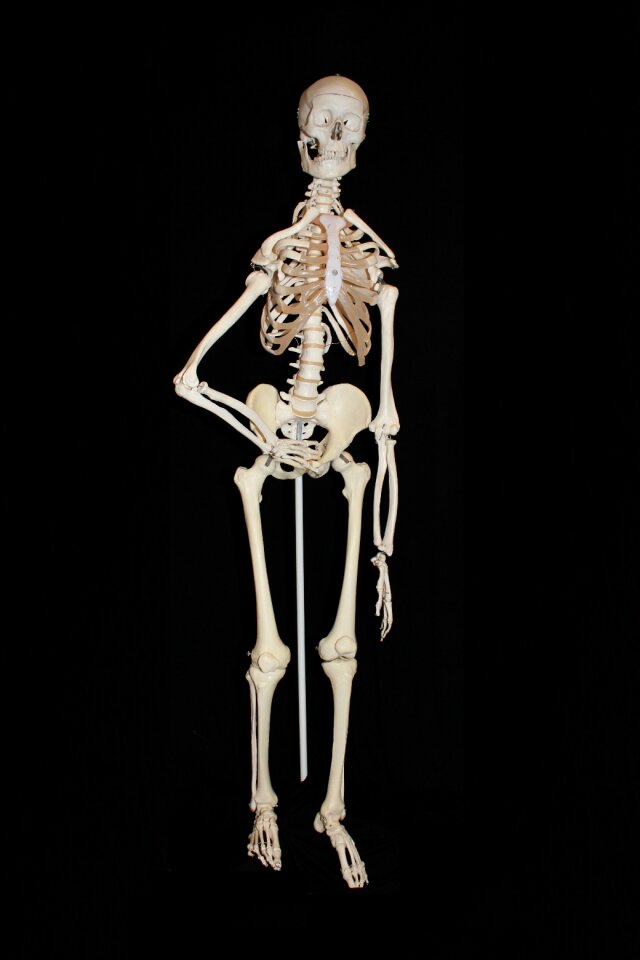 Bone human anatomy anatomy