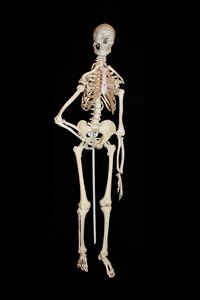 Bone human anatomy anatomy photo
