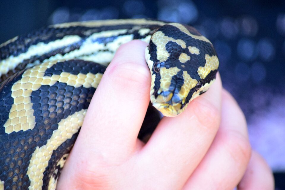 Animal reptile serpent