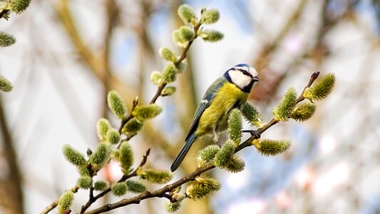 Small bird cute sweet