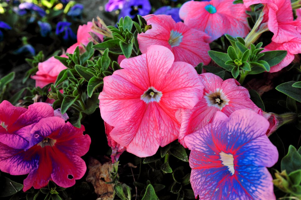 Nature floral plant photo