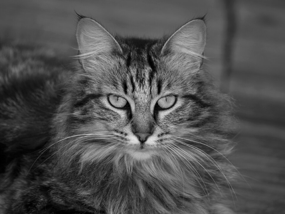 Coon hand animals feline