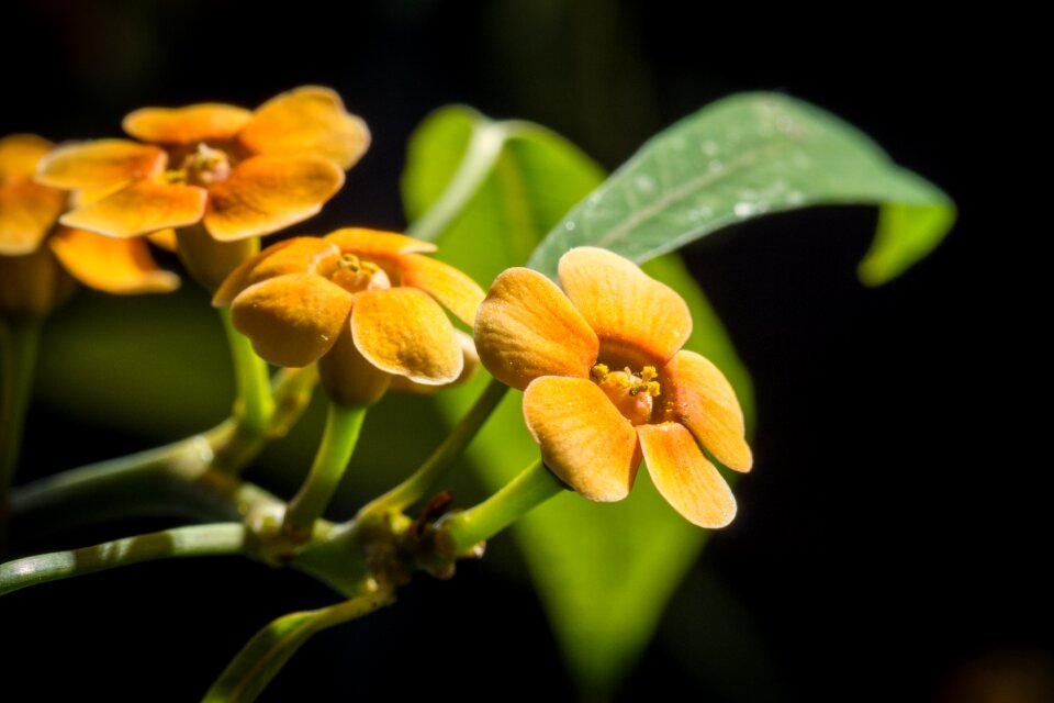 Nature plant close up photo