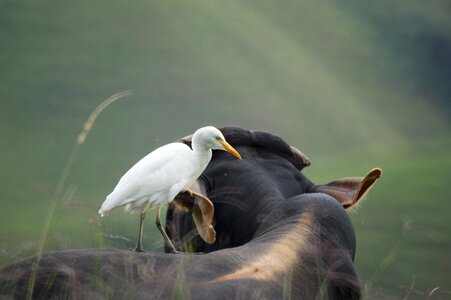 Armenia quindio colombia photo