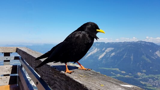 Alpine mountains raven bird photo