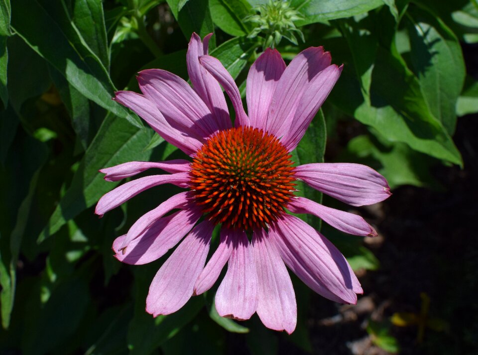 Medicinal garden summer