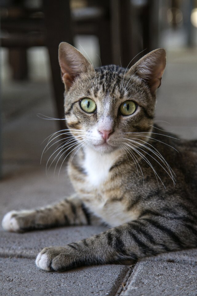 Feline domestic home
