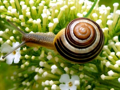 Snail shell nature slowly