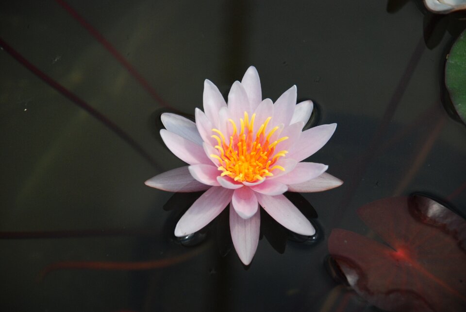 Pond flowers water