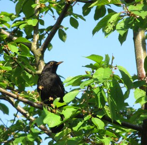 Blackbird raven bird birds