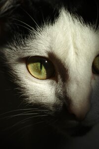Whisker cat eye little photo
