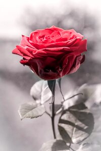 Red rose rose blooms blossom photo