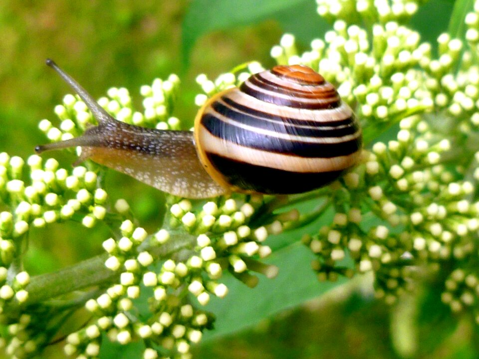 Snail shell probe mollusk