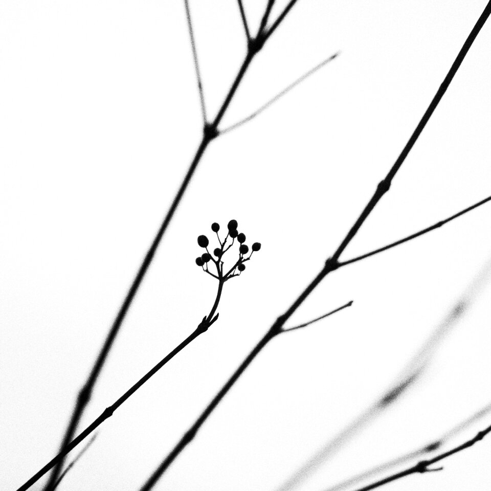Black white silent quiet
