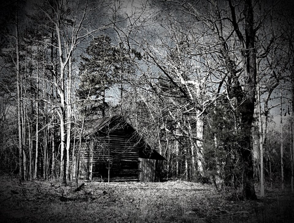 Black and white aged woods