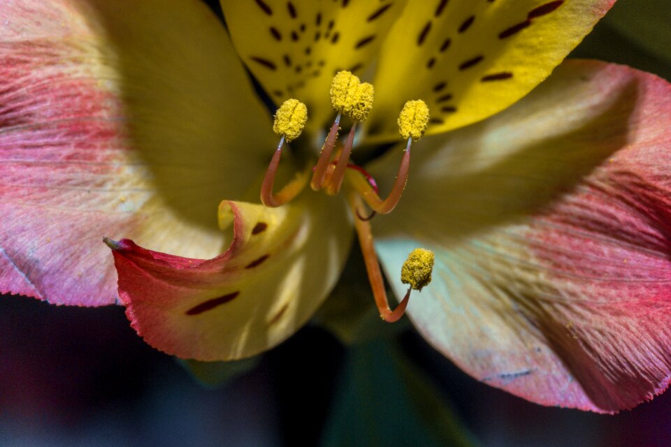 Nature plant close up photo