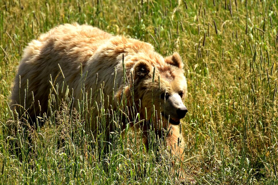 Brown bear nature park wild animal