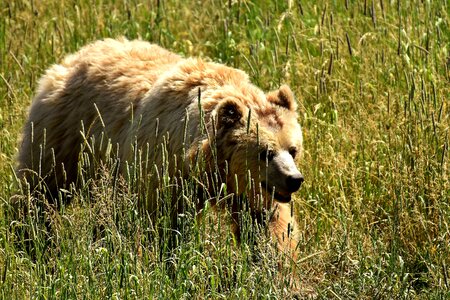 Brown bear nature park wild animal