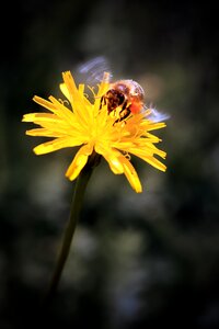 Flower animal insect photo