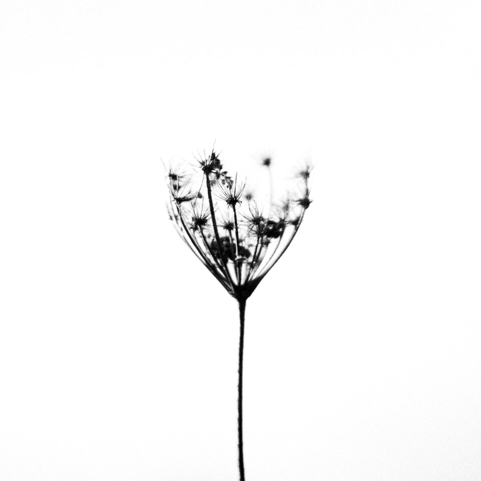 Black white silent quiet