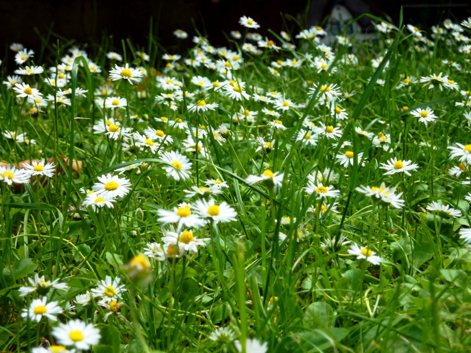 Flowers spring nature