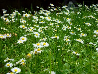 Flowers spring nature