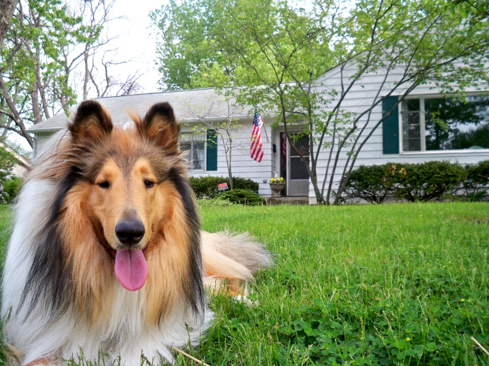 Doggy purebred rough