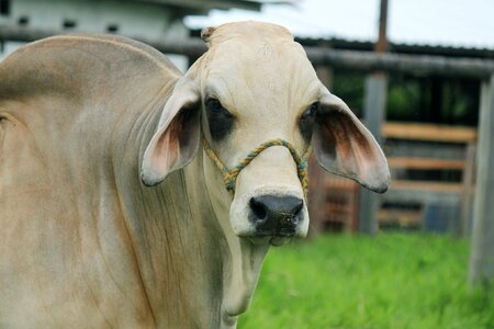 Bovine livestock animal bull