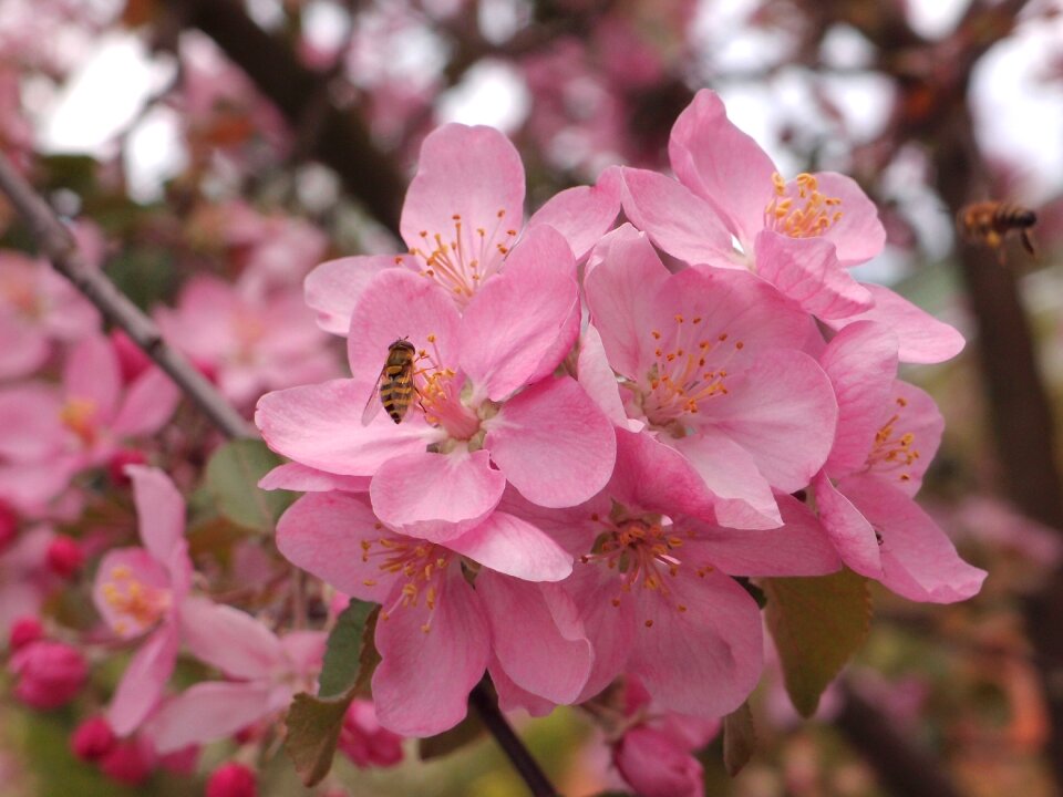 Fly hoverfly apple tree pink flowers