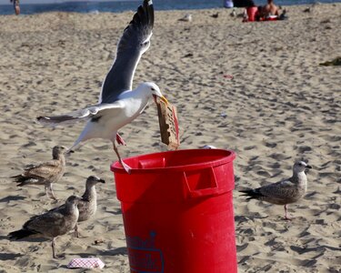 Steal bird food