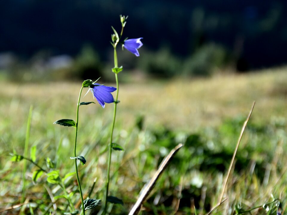 Nature blossom bloom