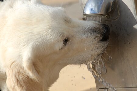 Golden retriever drops movement