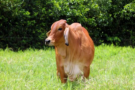 Cebuíno livestock bovine photo