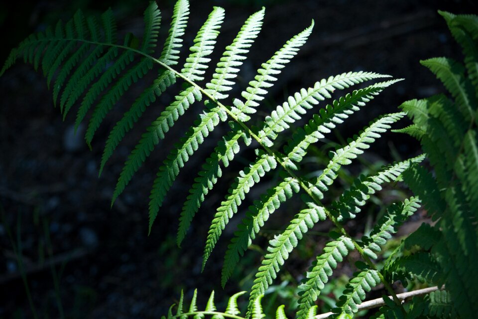 Plant nature close up
