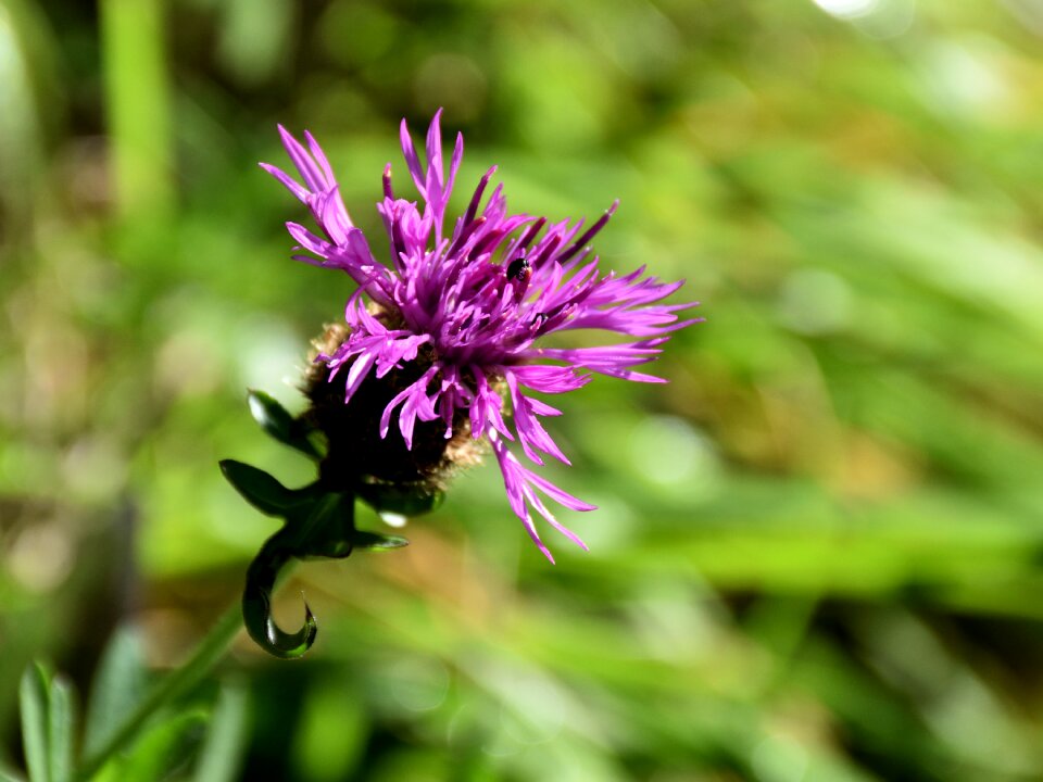 Nature flower insect