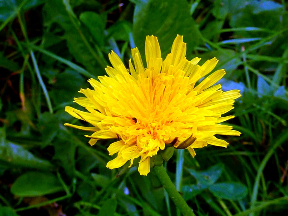 Yellow plant meadow