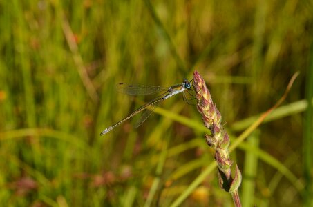Bug dragonfly blue